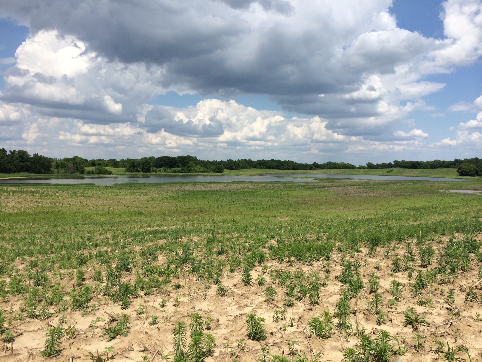 Dakota Slough Wetland Restoration WSB