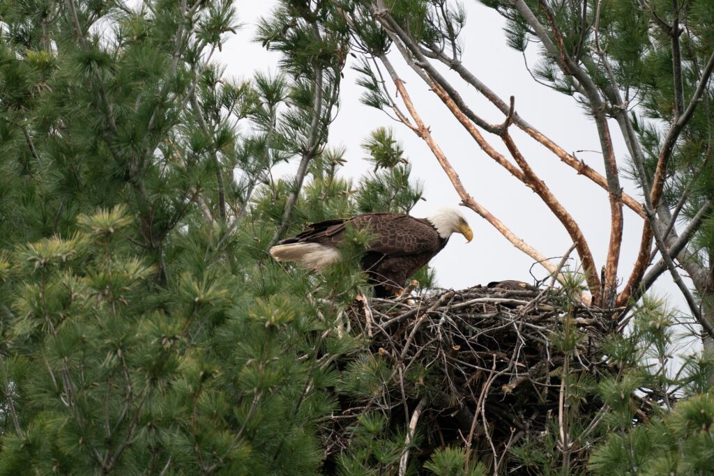 Wildlife Bald Eagle nest