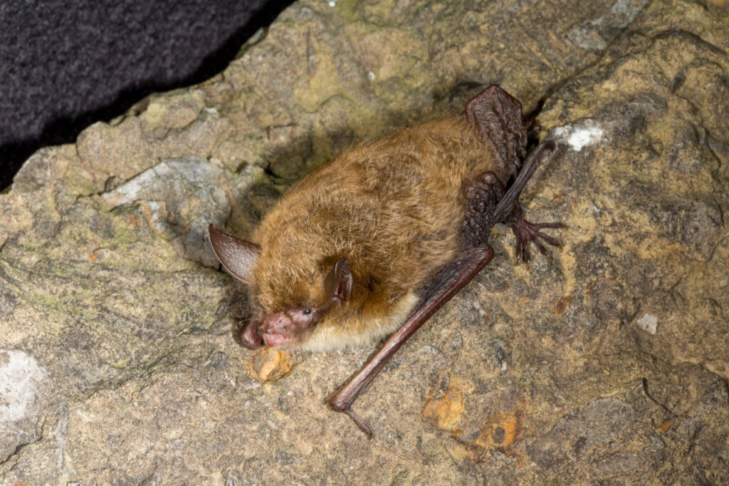 Wildlife Northern long eared bat