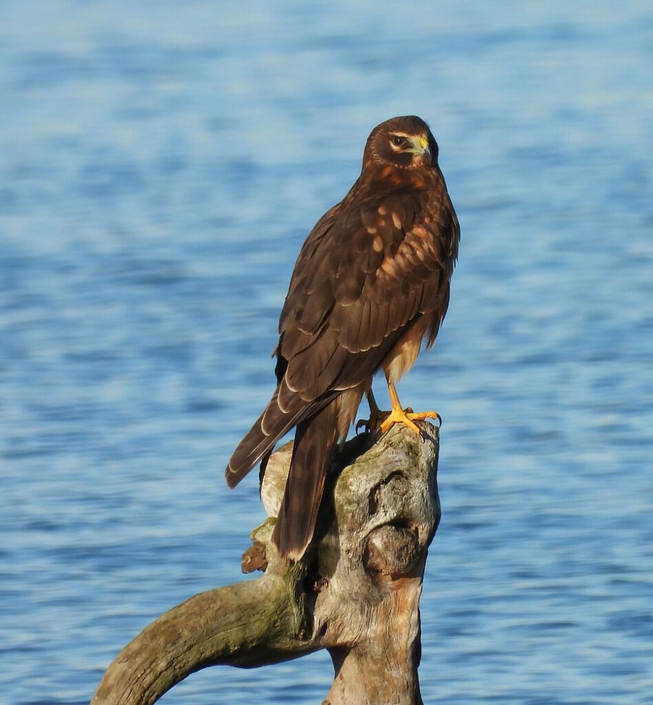 Wildlife Northern harrier