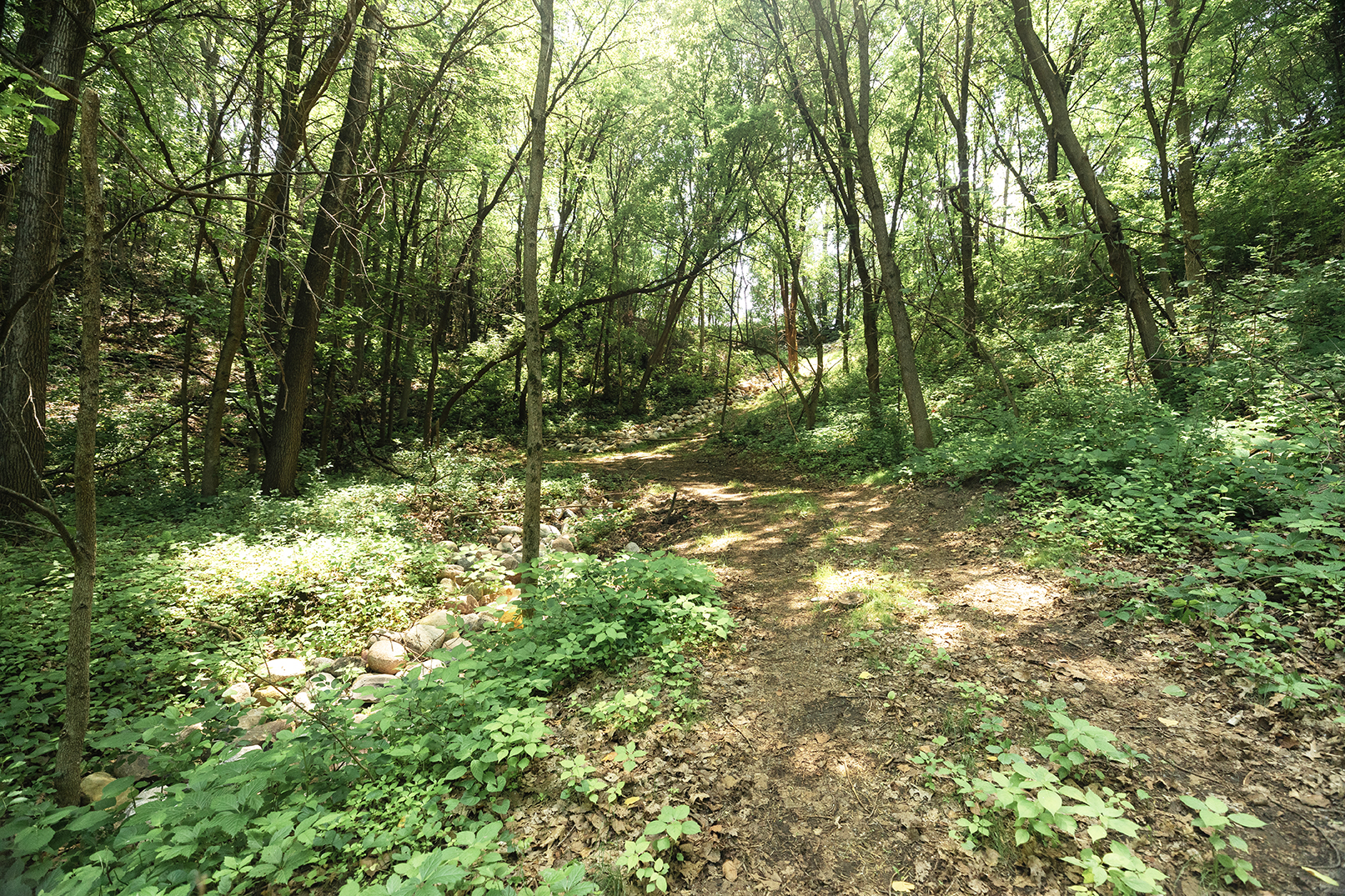 Green forest