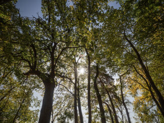 Define, Preserve, and Increase Tree Canopy Cover to Support Sustainability Goals