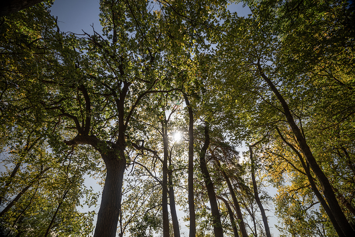 Photo of Trees and Tree Canopy