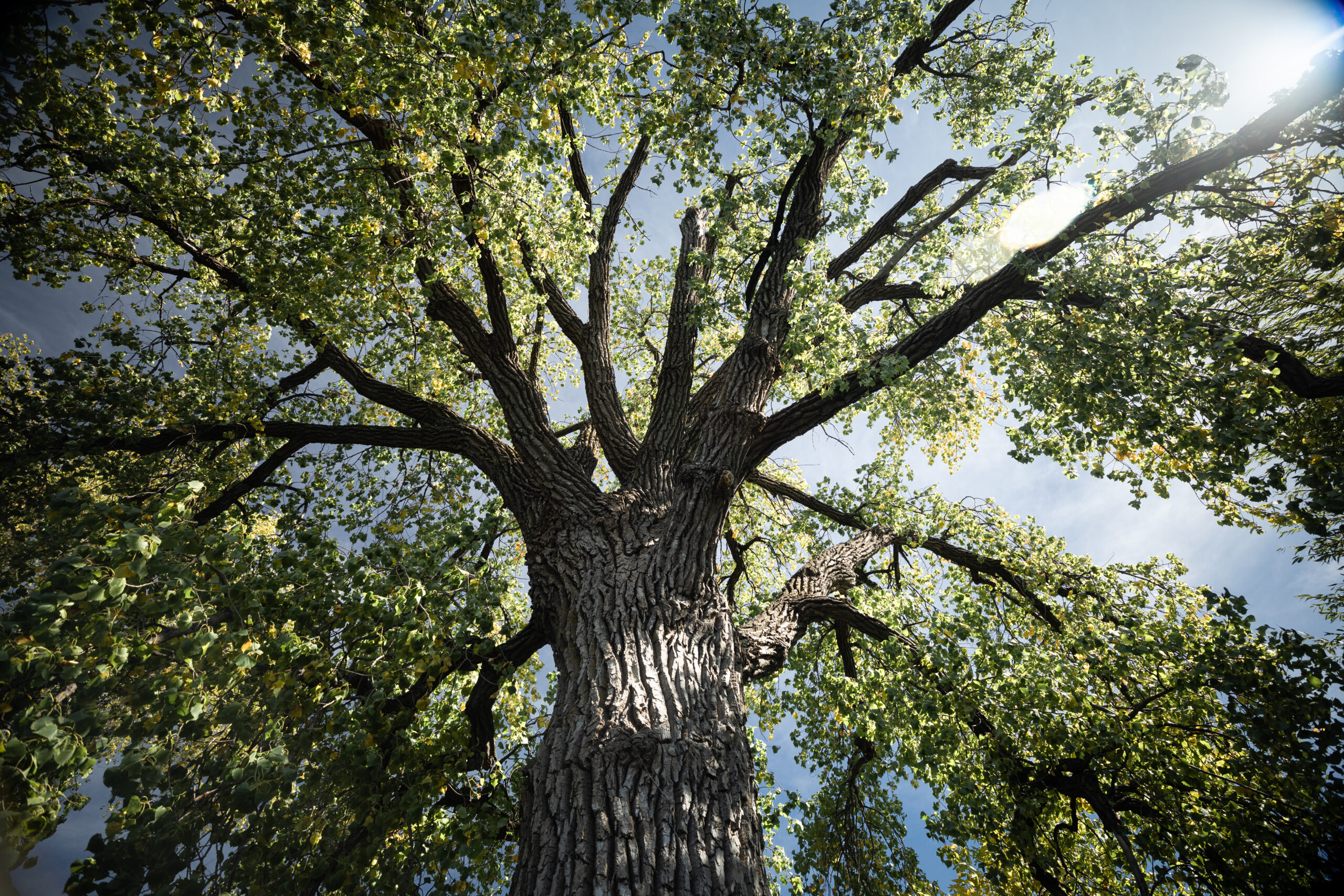 Big Tree