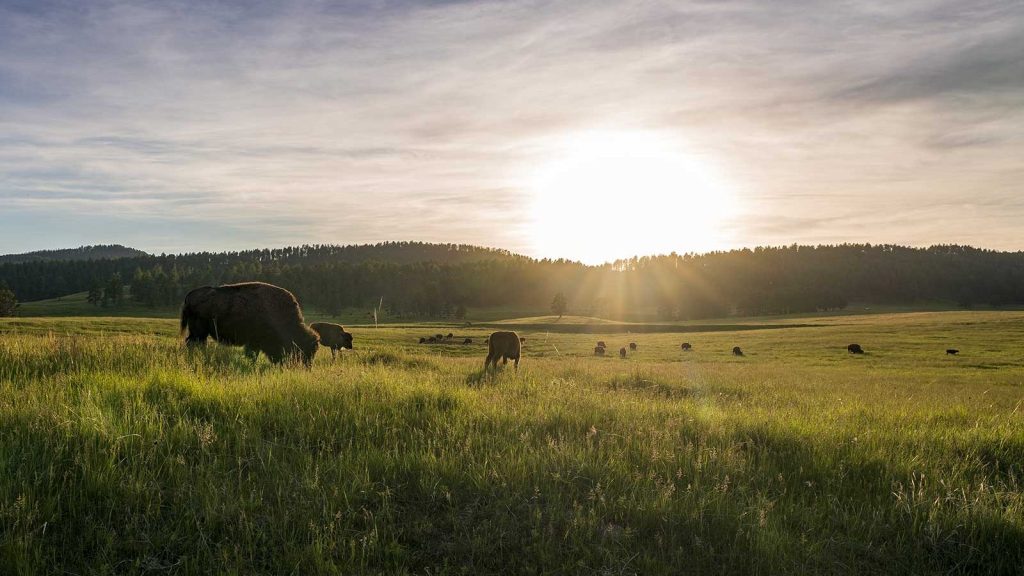 Reintroducing Bison to Minnesota Prairies
