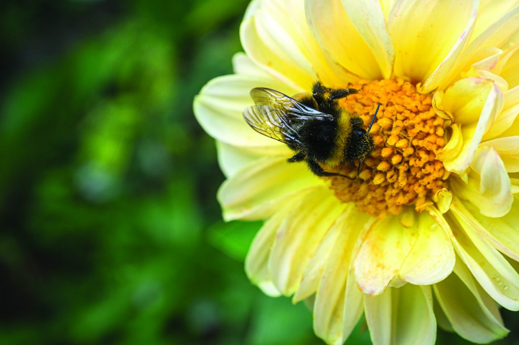 Environmental Stewardship and Infrastructure: What Project Leaders Need to Know About Protected Species