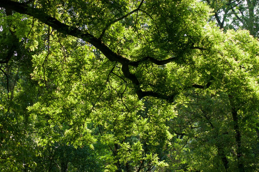 Unprecedented $16M in Urban and Community Forestry Grants