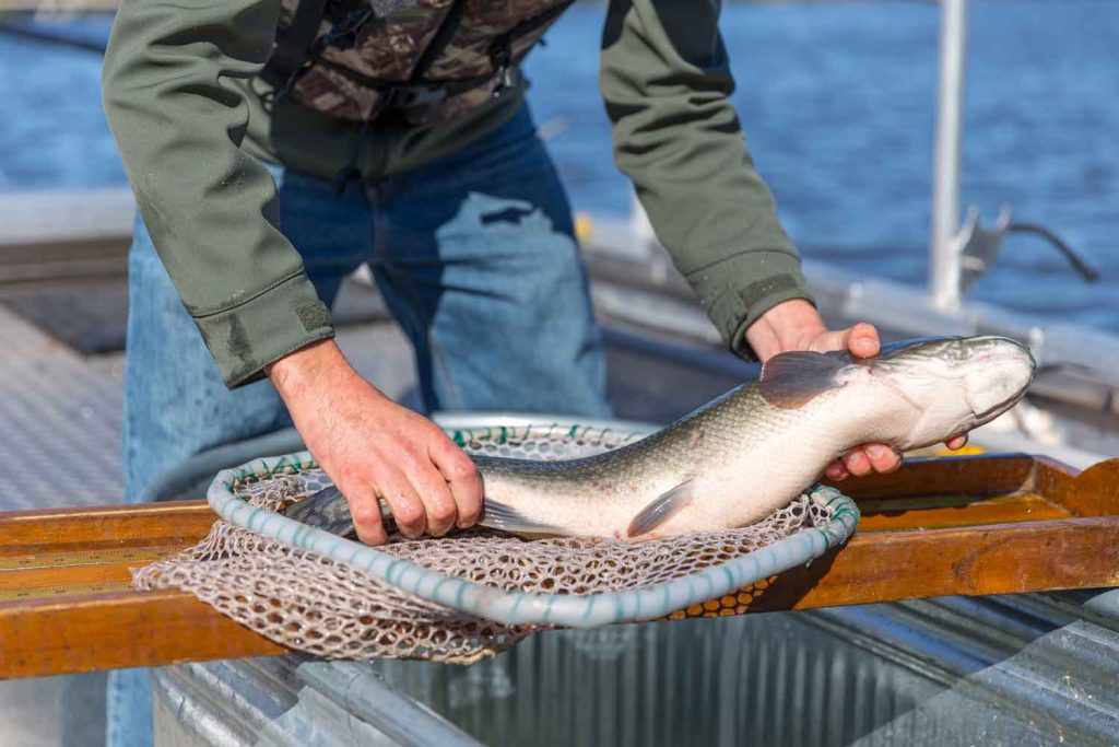 Using sonar technology to manage invasive species