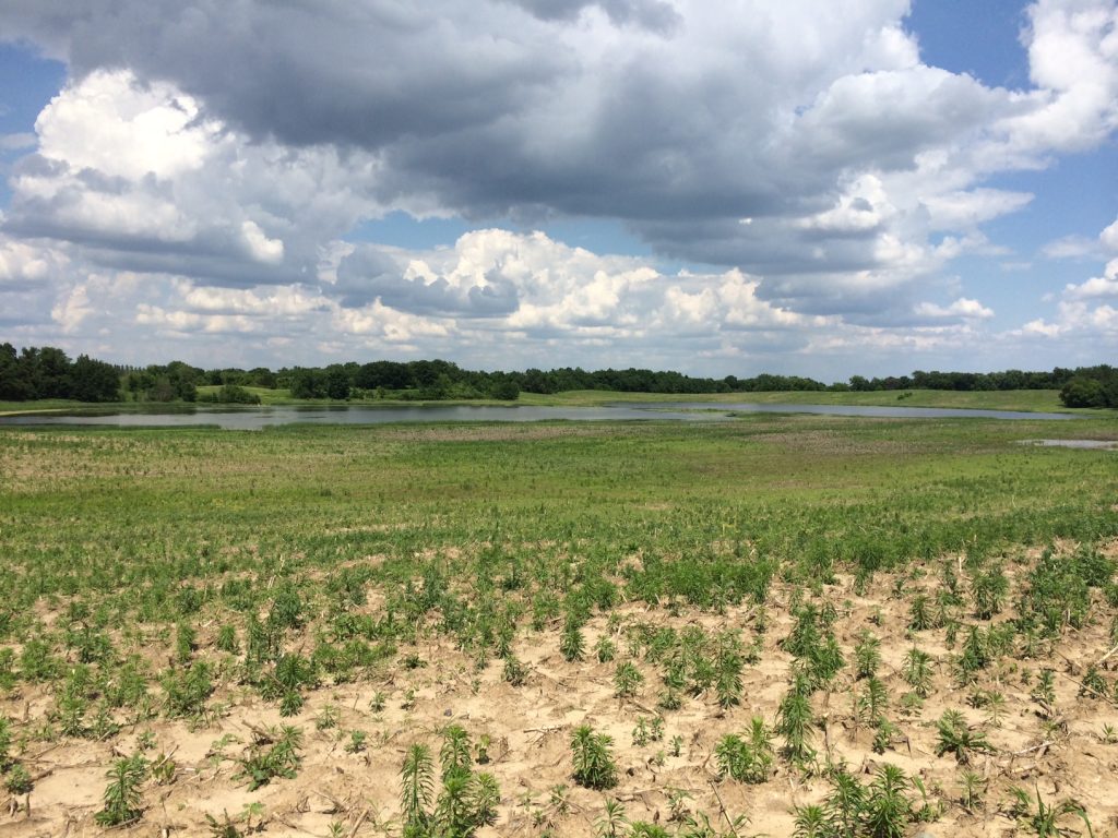Dakota Slough Wetland Restoration