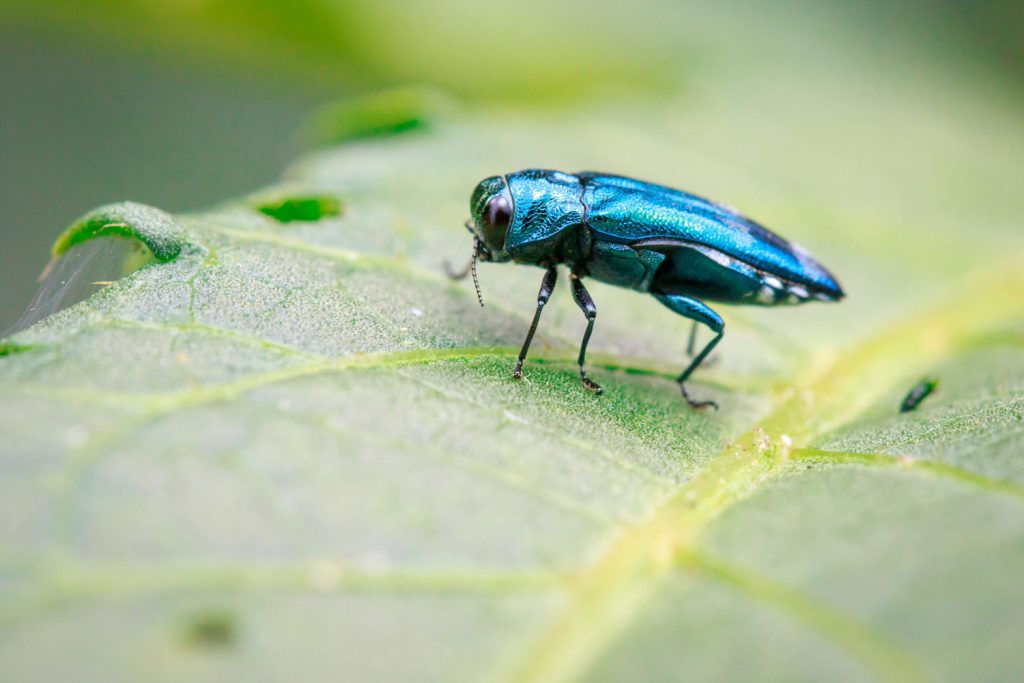 WSB Collaborates with St. Anthony Village to Effectively Manage Emerald Ash Borer