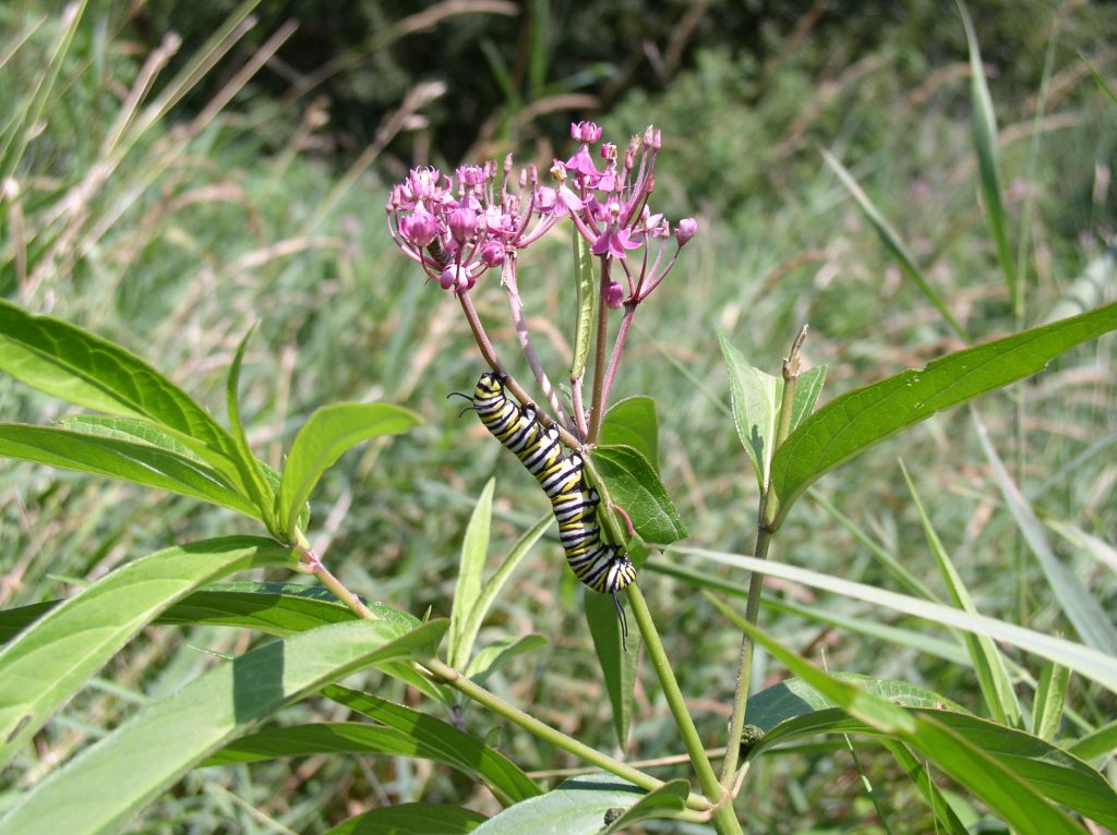 Candidate Conservation Agreement: Right of way preservation creates viable habitat for butterflies