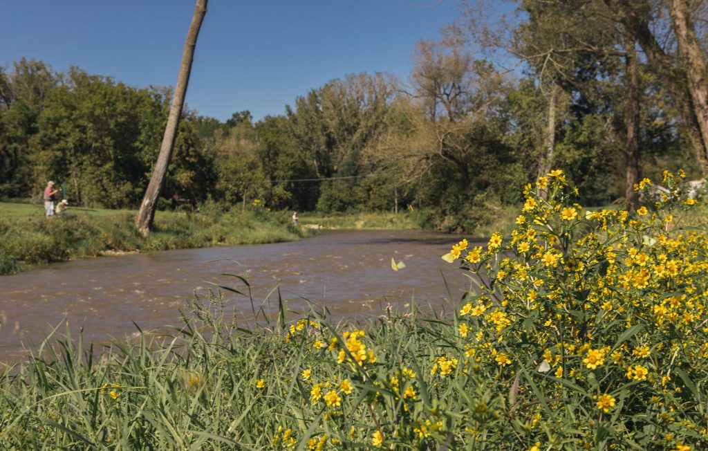 South Branch Root River Restoration