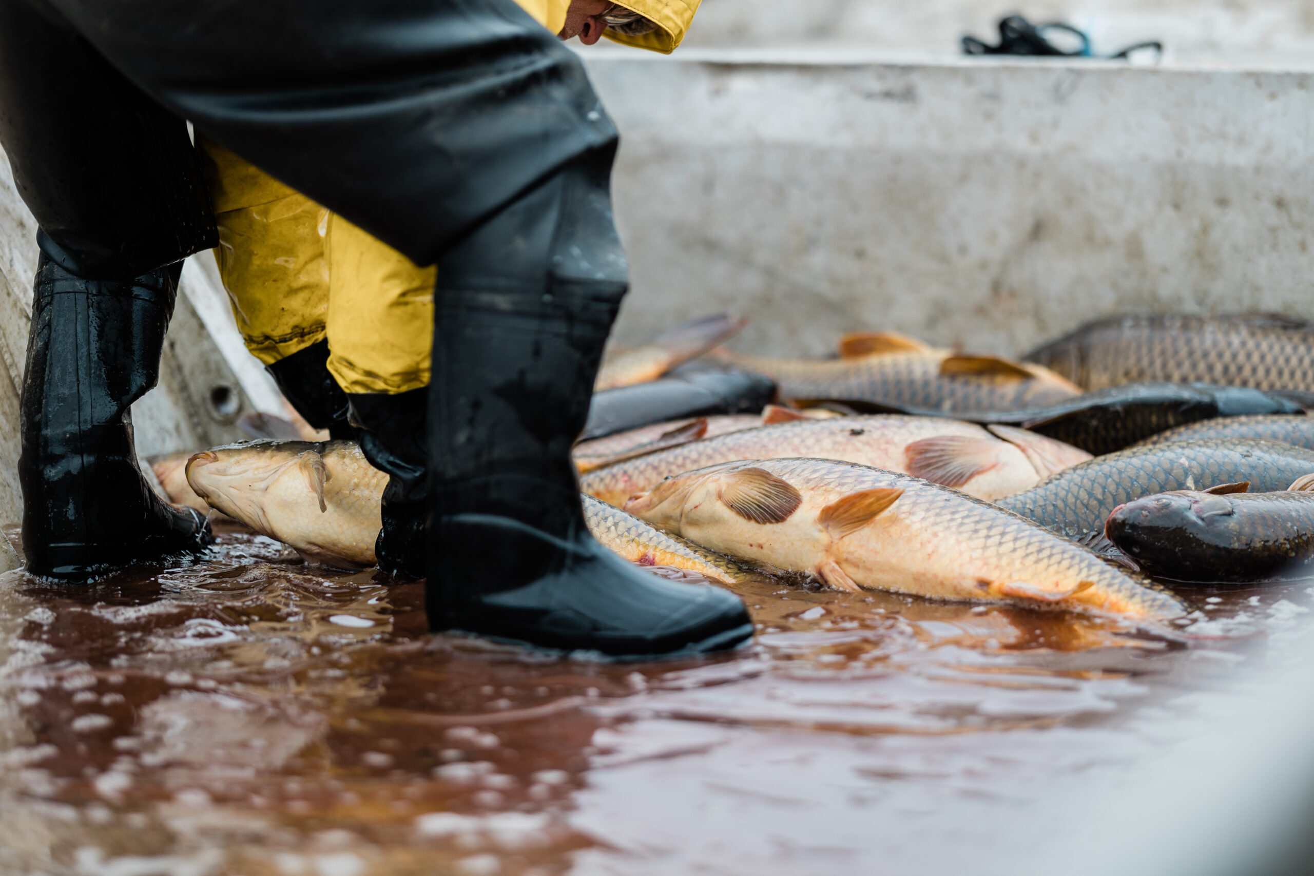 picture of guy with fish