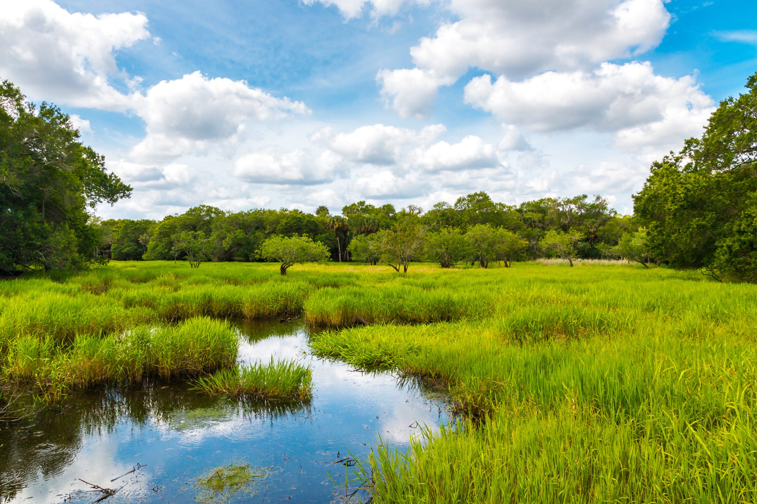 Wetland in florida