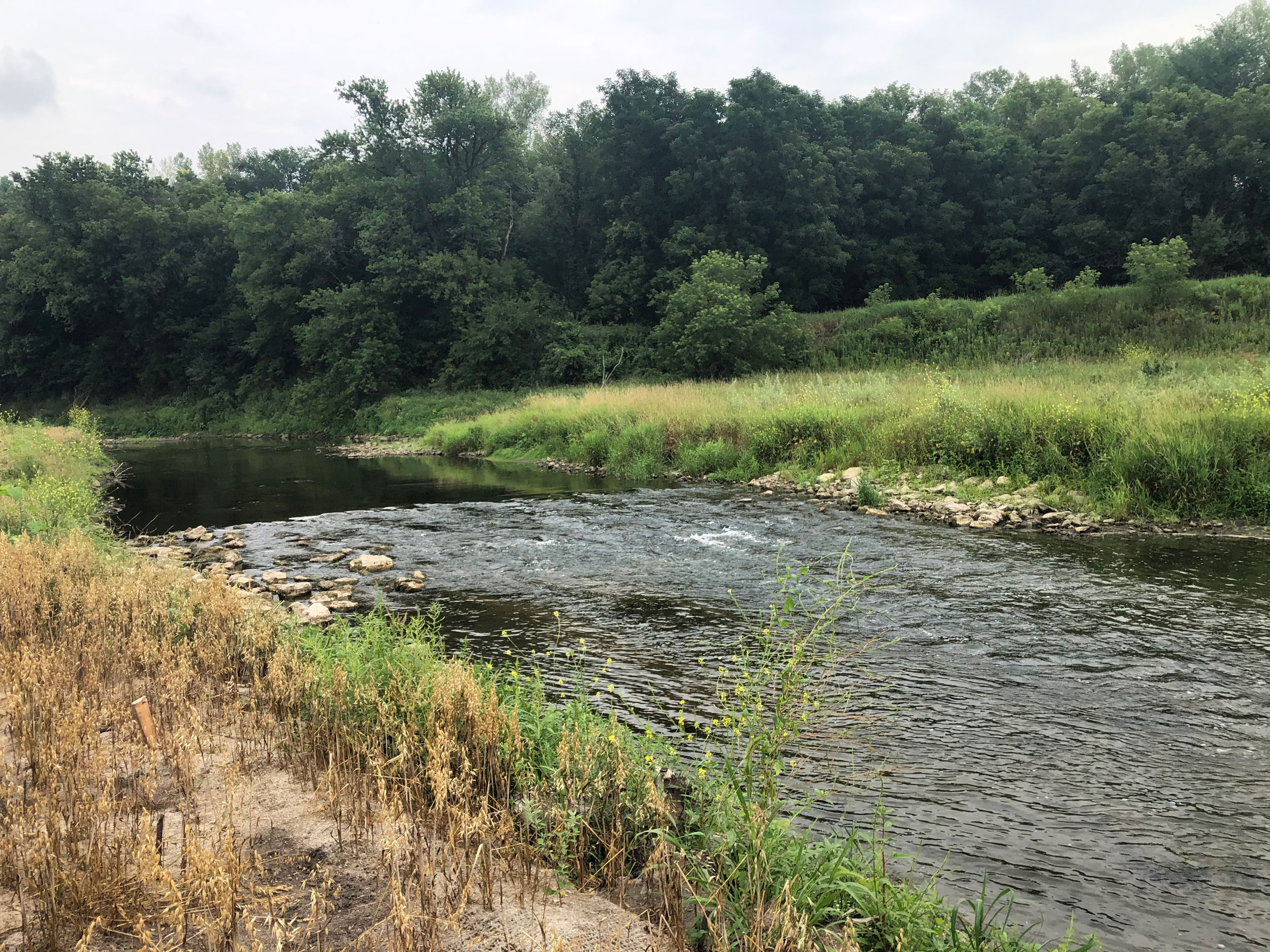 Close up of the zumbro river with native plants on either side
