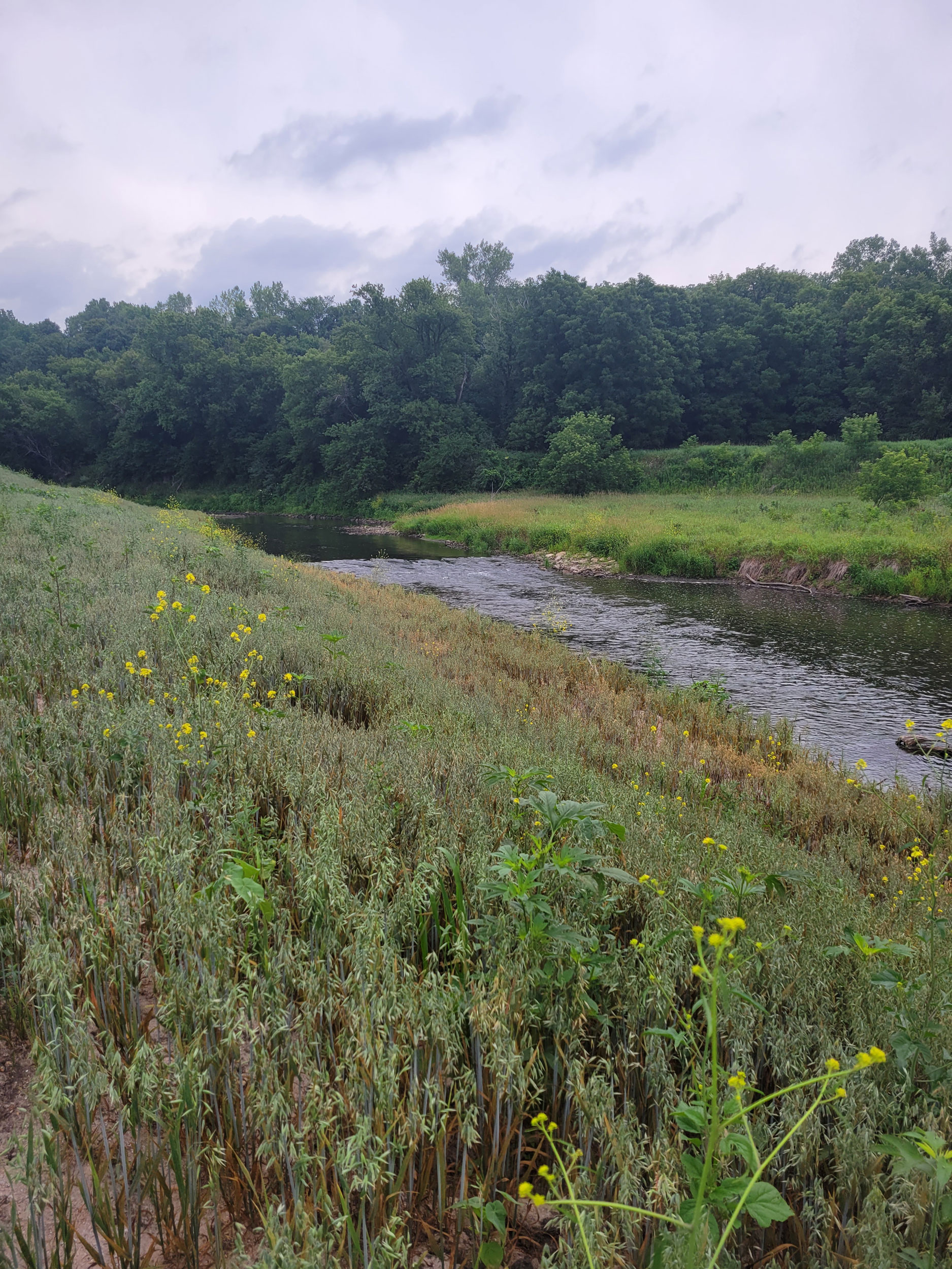 View of the zumbro river with native plants in the foreground and trees in the background