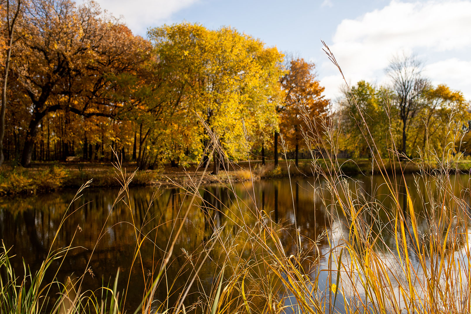 trees over water