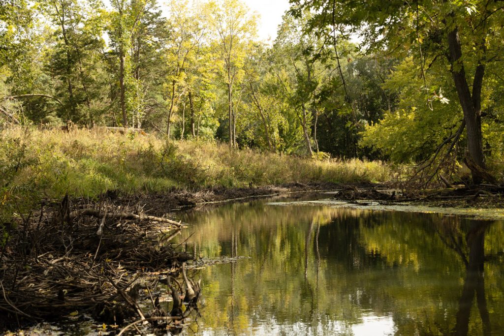 Define, Preserve, and Increase Tree Canopy Cover to Support Sustainability Goals
