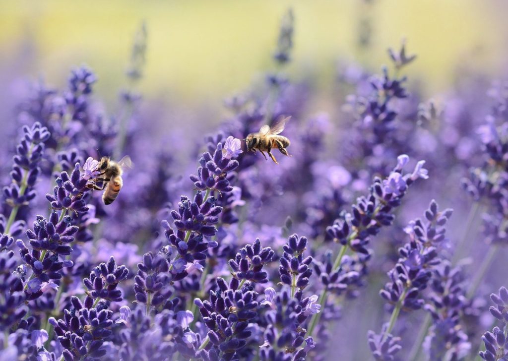 Protecting the Pollinators