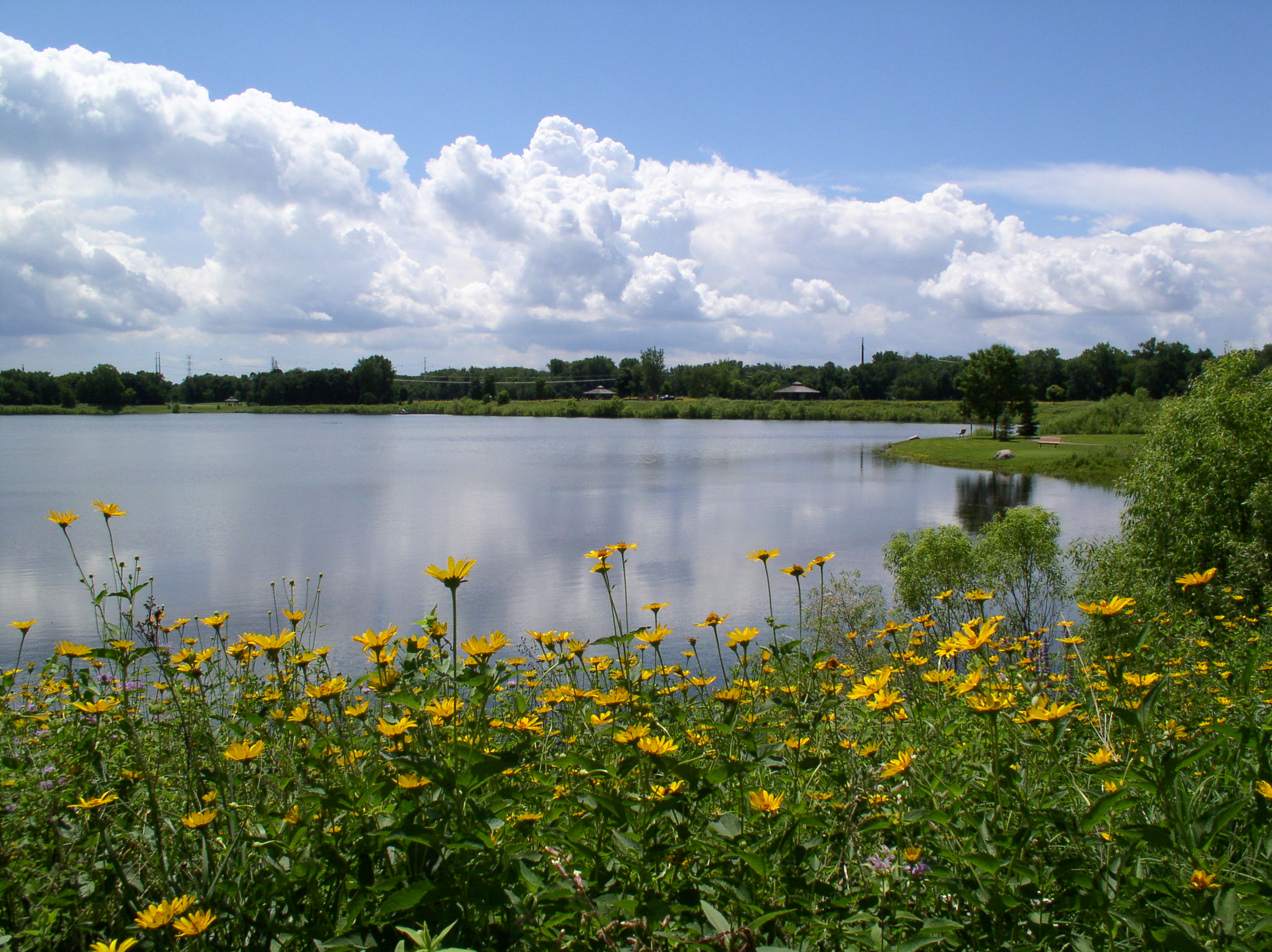 aerial view of a lake with plants