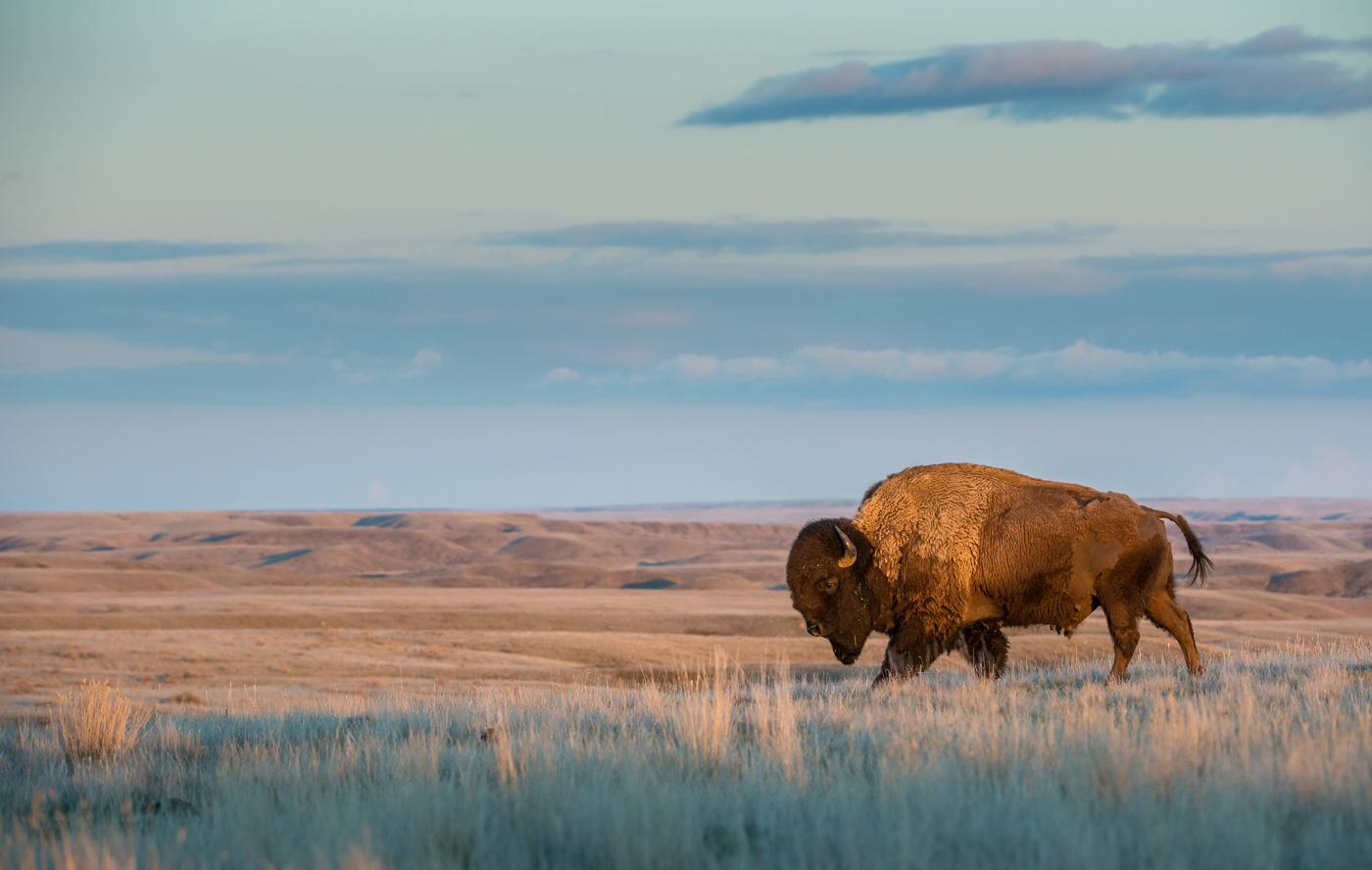 Bison walking in a vast, golden prairie at sunset, casting long shadows. The scene is calm and expansive, with a pastel sky and distant rolling hills.