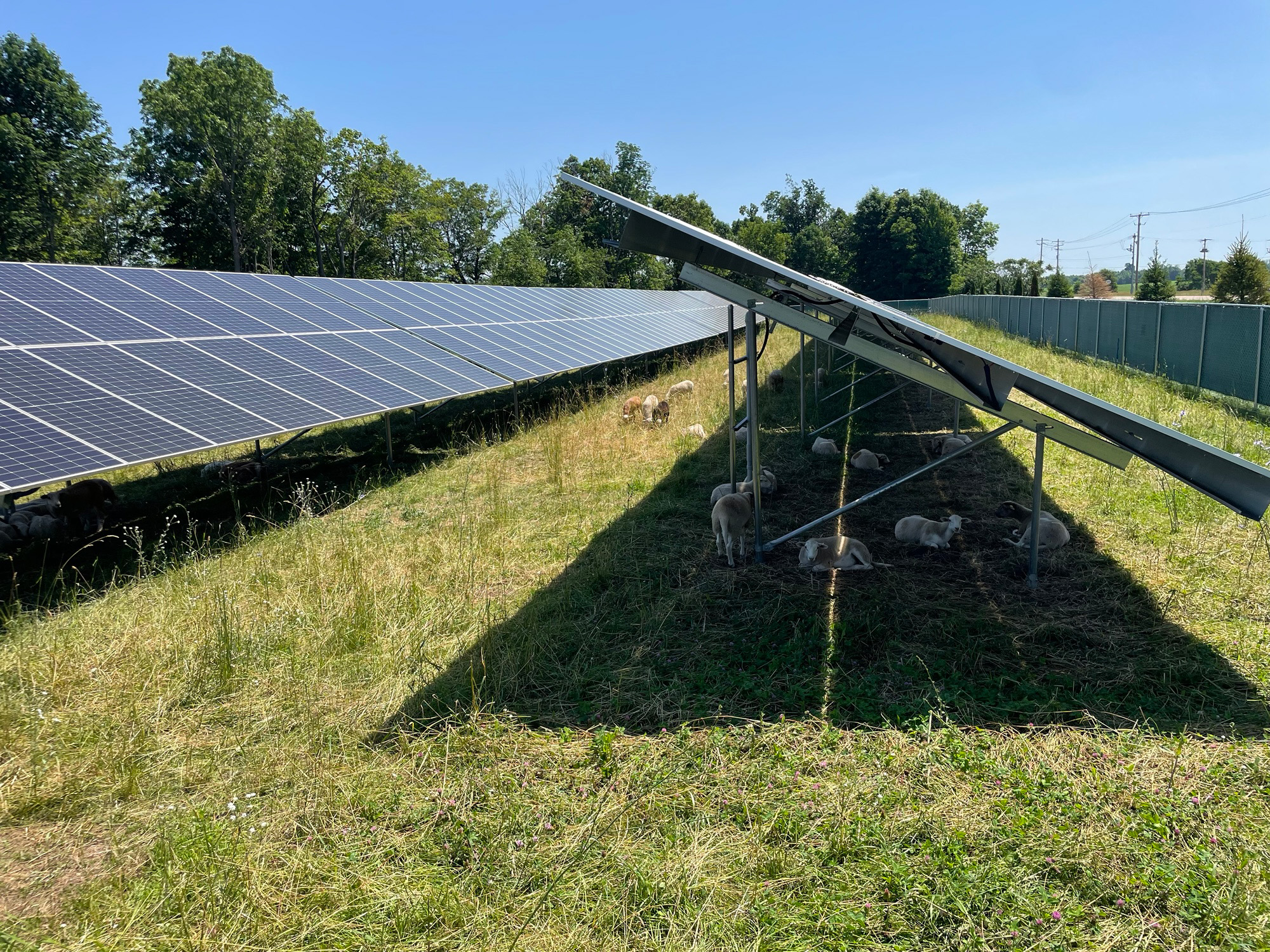 Sheep grazing under agrivoltaic solar panels at the Constable Solar project in Constable, New York.