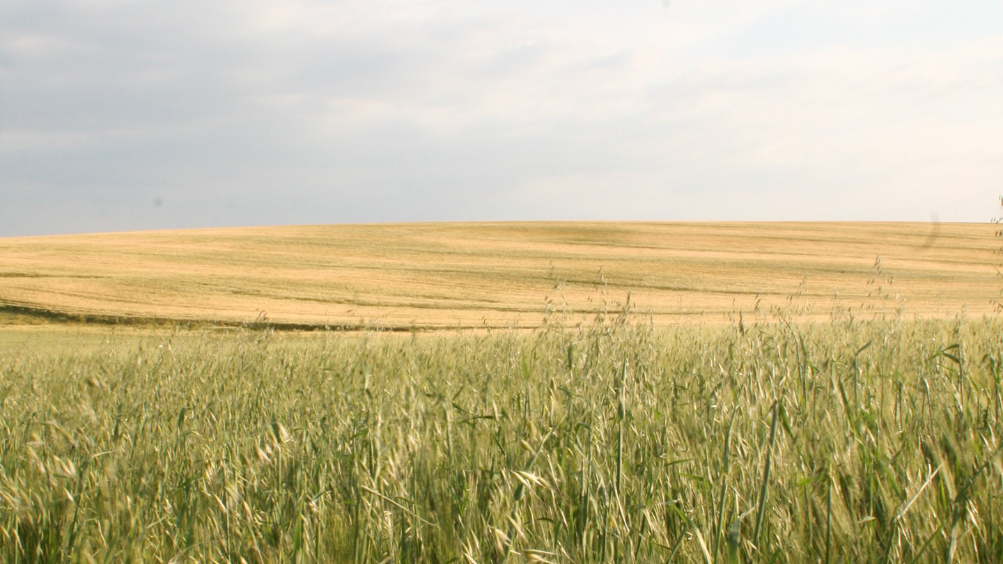 Grassy prairie landscape with tall green grasses in the foreground and gently rolling fields under a cloudy sky.