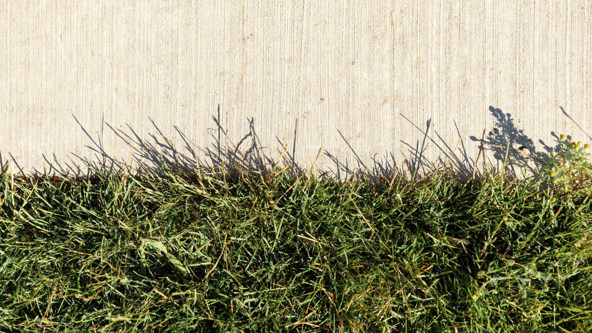 Concrete sidewalk edge next to green grass, with plant shadows cast across the pavement.