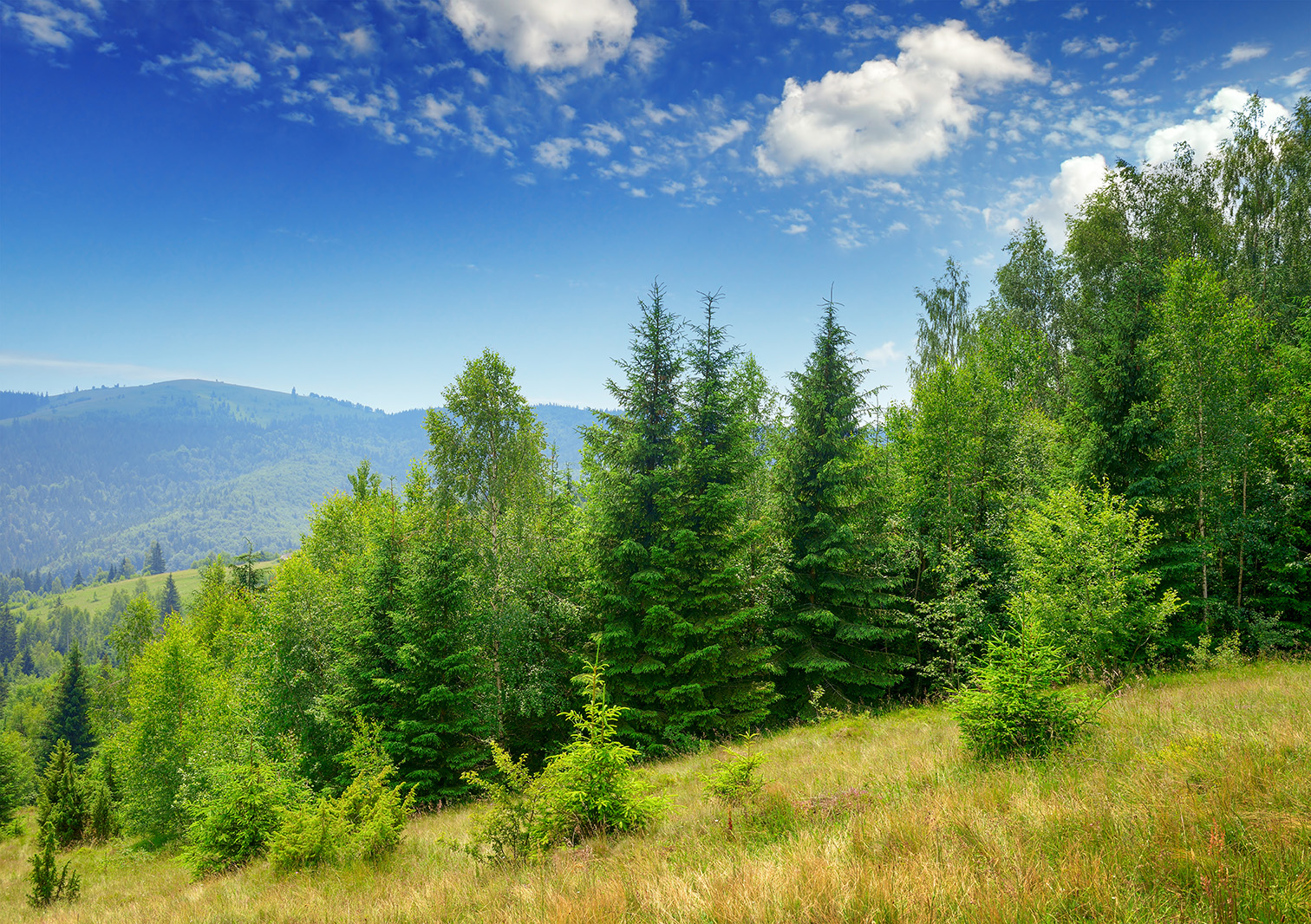 Green forested mountainside with a mix of evergreen and deciduous trees under a bright blue sky with scattered white clouds. A grassy meadow slopes gently in the foreground, while rolling hills and wooded ridgelines extend into the distance.