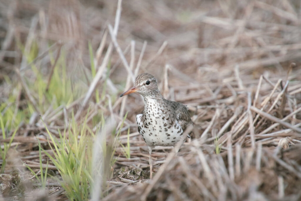 Nests and Permitting: An Early Bird Strategy Saves Time and Money  